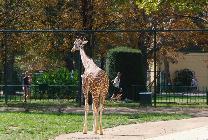 Zoo de Viena